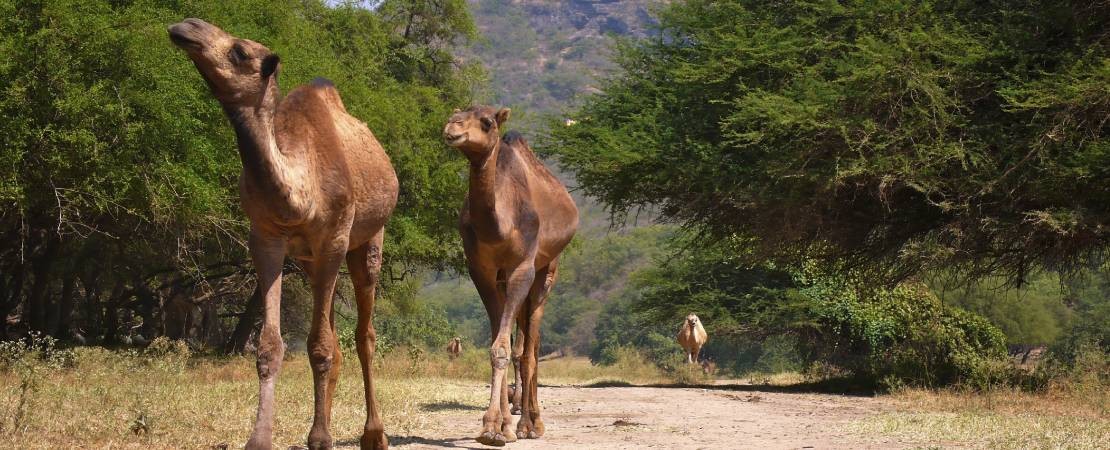 flights to Salalah